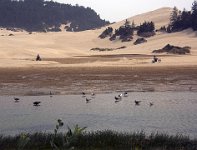 ND8 7448  Oregon Dunes