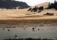 ND8 7456  Oregon Dunes