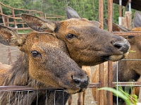 ND6 4757  Elk Farm