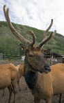 ND6 4777  Elk Farm