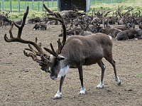 ND6 4787  Elk Farm