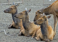 ND6 4795  Elk Farm