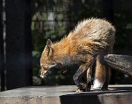 ND6 7662  Anchorage Zoo