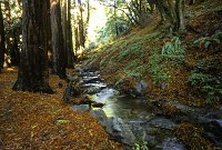 Julia Pfeiffer-Burns Park