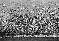 geese  Canadian snow geese, 1979