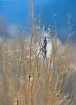 DP8 7  Mono Lake