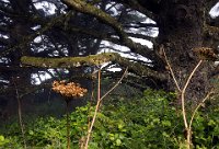 ND6 5297  Cape Meares