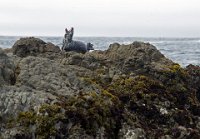 ND6 6368  Glass Beach, CA