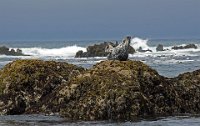 ND6 6439  Glass Beach, CA