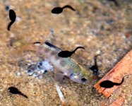 DSCF5587  Pupfish and tadpoles in a desert pond