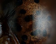 Bugs