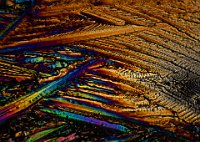 Stevia 2016-11-13-14.58  Stevia, polarized light