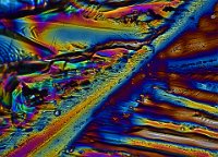 Stevia 2016-11-13-15.32  Stevia, polarized light