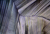 Stevia 2016-11-14-18.32  Stevia