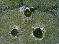 2016-05-31-11.17  Insect eggs(?) on a leaf