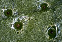 2016-05-31-11.22  Insect eggs(?) on a leaf