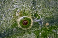 2016-05-31-11.30  Insect egg(?) on a leaf