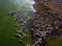 DJI M 0071  Mono Lake Tufa