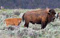 Yellowstone